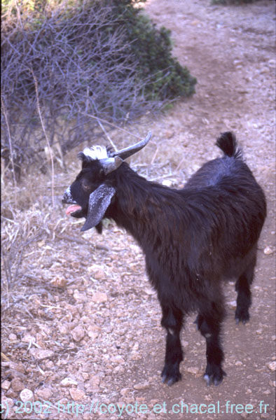 20020606 0425 Simena Bouc